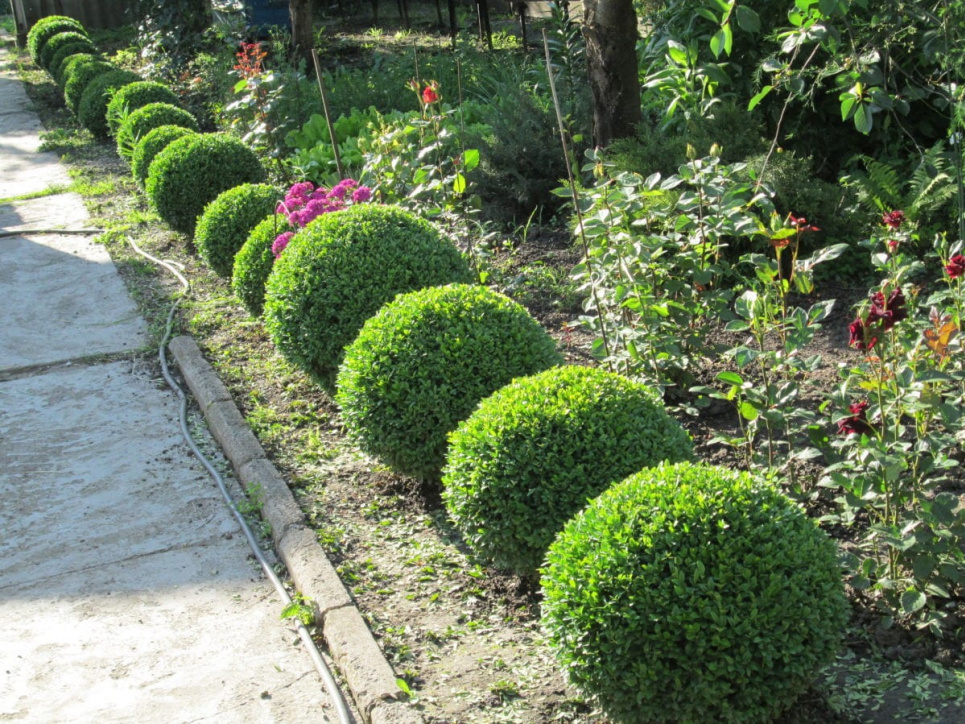 Самшит — може стати окрасою будь-якого саду (ФОТО) Фото: Dream Garden