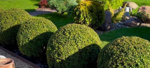 Фото: Dream Garden