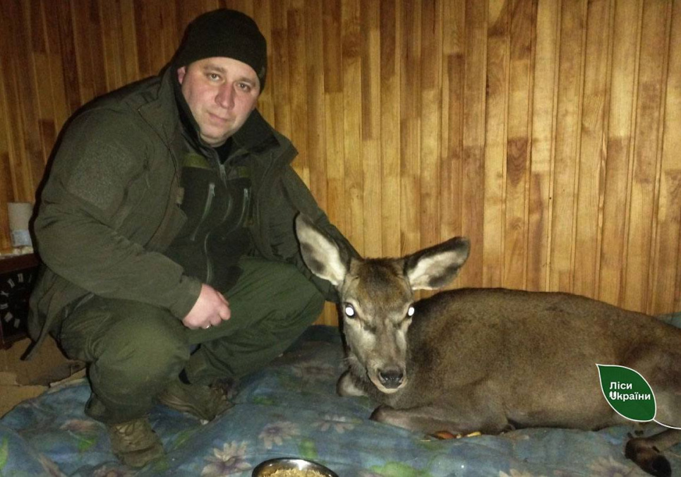 Лісівники Сумщини врятували поранену оленицю (ФОТО) Лісівники Сумщини врятували поранену оленицю