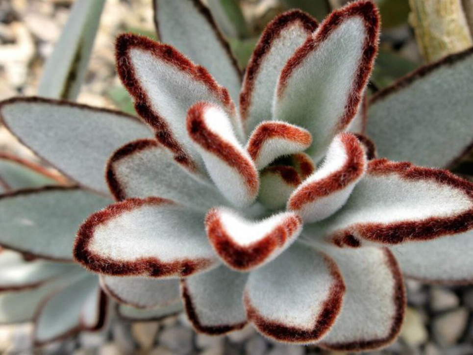 Ідеально підходить для зайнятих людей — каланхое повстисте (ФОТО) Каланхое повстисте. Фото з відкритих джерел