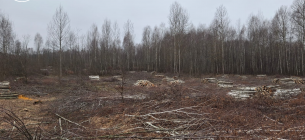 На Житомирщине ГЭИ обнаружили масштабную порубку деревьев разных пород На Житомирщине ГЭИ обнаружили масштабную порубку деревьев разных пород