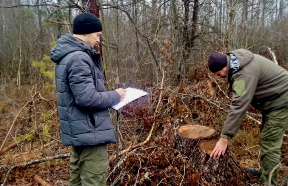 Понад 1,5 млн грн збитків - результат інвентаризації одного з лісництв на Рівненщині Незаконна порубка на Рівненщині
