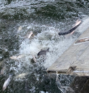 Зариблення Печенізького водосховища на Харківщині 