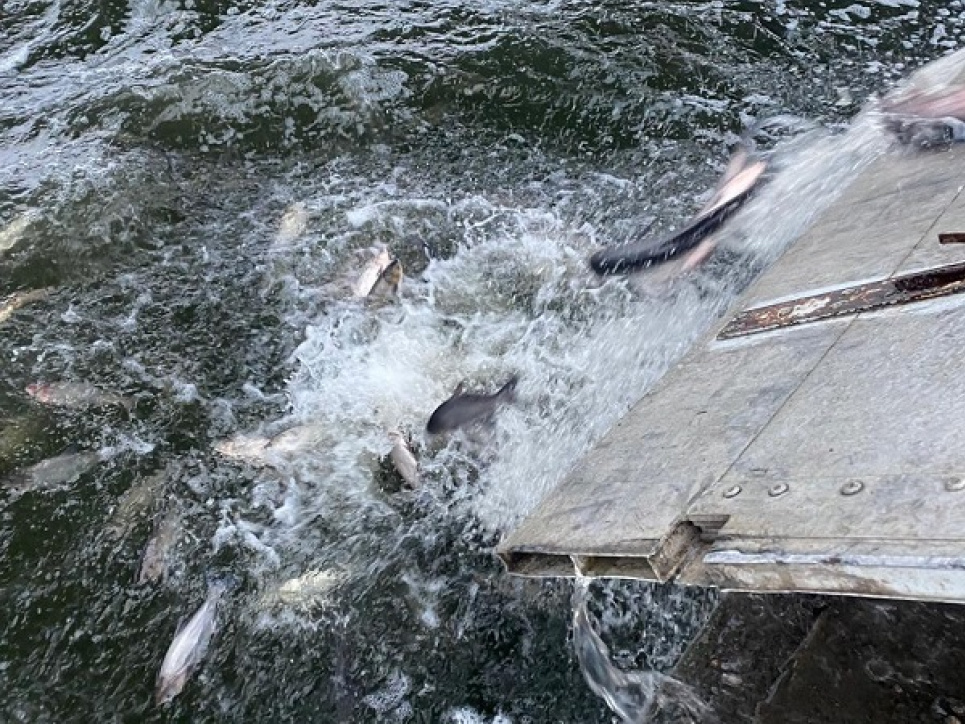 Зариблення Печенізького водосховища на Харківщині 