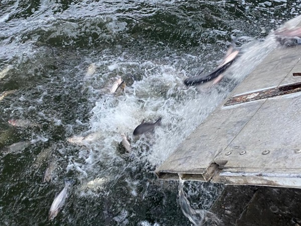 На Миколаївщині випустили у водосховище 300 тисяч мальків цінних видів риб Зариблення на Миколаївщині: у водосховище випустили 300 тисяч мальків коропа, товстолобика та амура