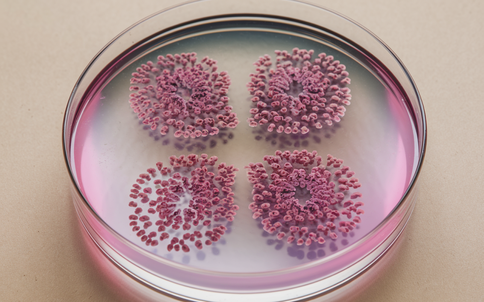 Дзеркальні клітини: синтетичне життя призведе до продовольчої кризи й масового вимирання — біологи Зображення згенеровано ШІ