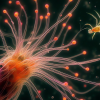 ФОТО: гідра / Designer