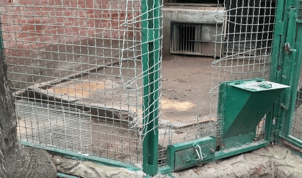 Трагический случай в Одесском зоопарке произошел из-за нарушения правил безопасности Трагический случай в Одесском зоопарке