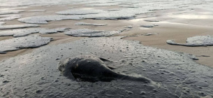 Після зіткнення російських танкерів гинуть дельфіни та забруднюється узбережжя ФОТО: ілюстративне / Асоціація реінтеграції Криму