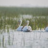 ФОТО: Кучерявий пелікан / Vaibhav Sheth / animalia.bio