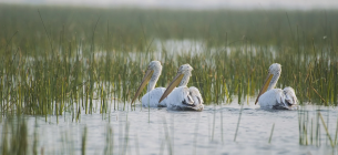 ФОТО: Кучерявий пелікан / Vaibhav Sheth / animalia.bio