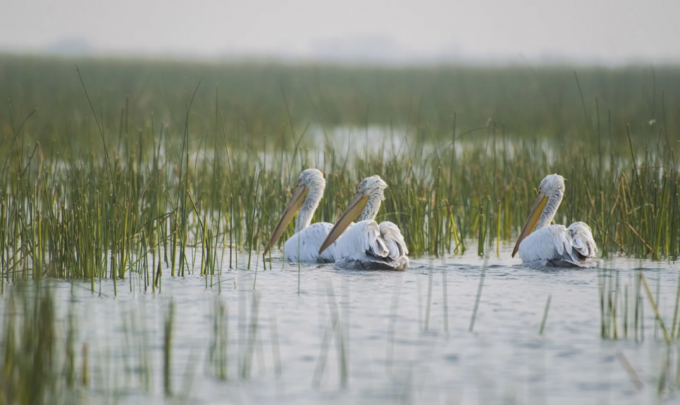 ФОТО: Кучерявий пелікан / Vaibhav Sheth / animalia.bio