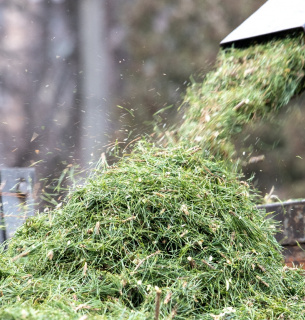 Пункти прийому ялинок у Києві 2026: адреси, мапа та правила утилізації