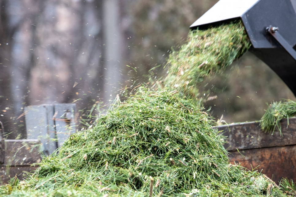 Пункти прийому ялинок у Києві 2026: адреси, мапа та правила утилізації