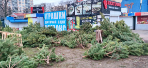 78 пунктів прийому новорічних ялинок і сосен відкрили у Києві ФОТО: екологічна утилізація ялинок