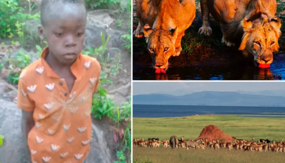У парку Зімбабве дитину знайшли неушкодженою після 5 днів пошуків серед диких левів ФОТО: семирічний зімбабвійський хлопчик повернувся додому неушкодженим після 5 діб перебування у природному парку з дикими левами / Voice of Nigeria