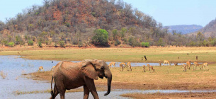 В парке Зимбабве ребенка нашли невредимым после 5 дней поисков среди диких львов ФОТО: Национальный парк Матусадона (Matusadona National Park, Зимбабве) / Voice of Nigeria
