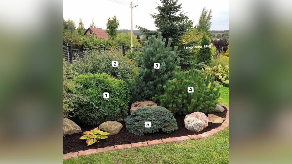 Радує око цілий рік: хвойна клумба — елегантність і структура у вашому саду (ФОТО) Фото: «Сад город ЕНЦИКЛОПЕДІЯ від А до Я»