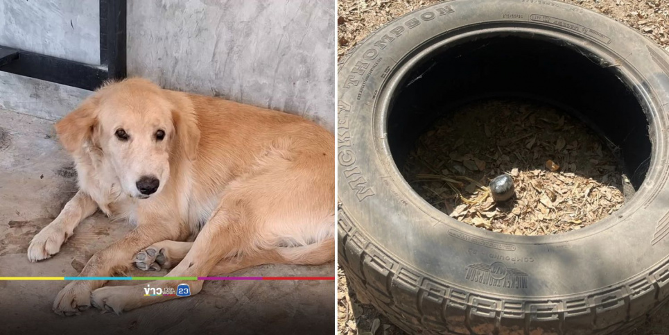 У Таїланді собака приніс вибухівку з прогулянки, думаючи, що це м'яч, і віддав дитині Фото: Thanawut Fasaisirinan