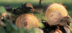 Незаконная вырубка в заповеднике: на Сумщине будут судить трех работников лесхоза Фото Couleur / Pixabay