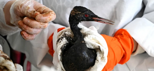 Розлив мазуту в Чорному морі: що наразі відомо та які можливі наслідки цієї катастрофи Волонтери доглядають за птахом із забрудненим пір'ям. Нафта розлилася в Керченській протоці після аварії двох російських танкерів. Фото: Сергій Пивоваров/ Reuters