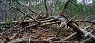 Самостоятельный сбор дров требует специального разрешения Заготовка дров в лесу: что нужно знать украинцам: что нужно знать украинцам