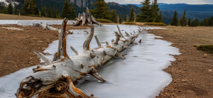 В США размерзся лес, лежавший подо льдом 5000 лет (ФОТО) ФОТО: древний лес, скованный ледником тысячи лет / New Scientist