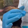 Скрінтош з відео
