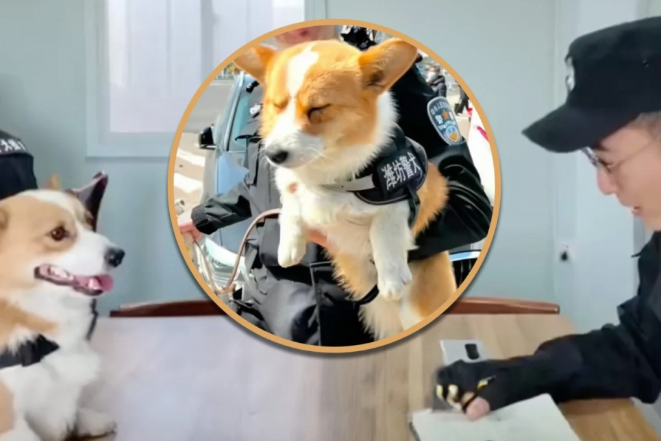 Коргі з китайської поліції позбавили «річної премії» — причина викликала чимало сміху в соцмережах Фото: SCMP composite/Douyin