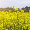 Выращивание горчицы в Украине: высокая рентабельность и универсальность использования