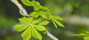 В Киеве зафиксированы первые температурные рекорды 2025 года Киев установил новые температурные рекорды в январе 2025 года. Фото: beauty_of_nature / Pixabay