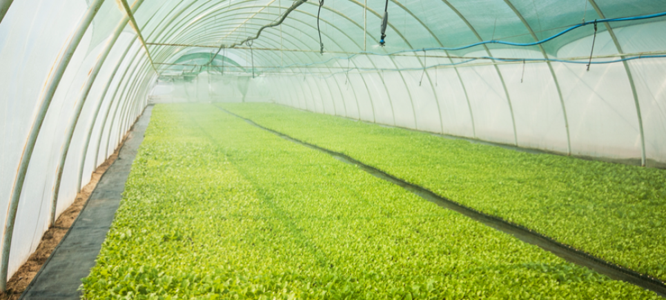 В Украине заработал онлайн-мониторинг 234 садов и теплиц, которые получили государственные гранты Запуск портала спутникового мониторинга садов и теплиц в Украине