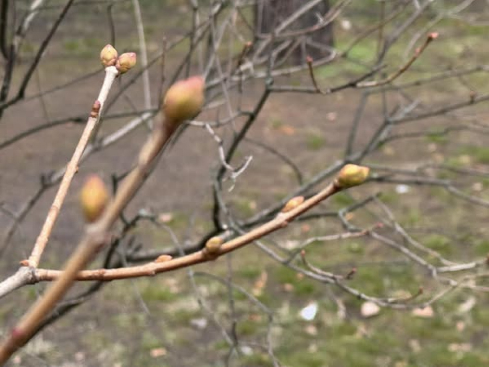 Температурні рекорди три дні поспіль: нетипова зима дивує навіть екологів Фото: у Києві в січні дерева викинули бруньки / Суспільне