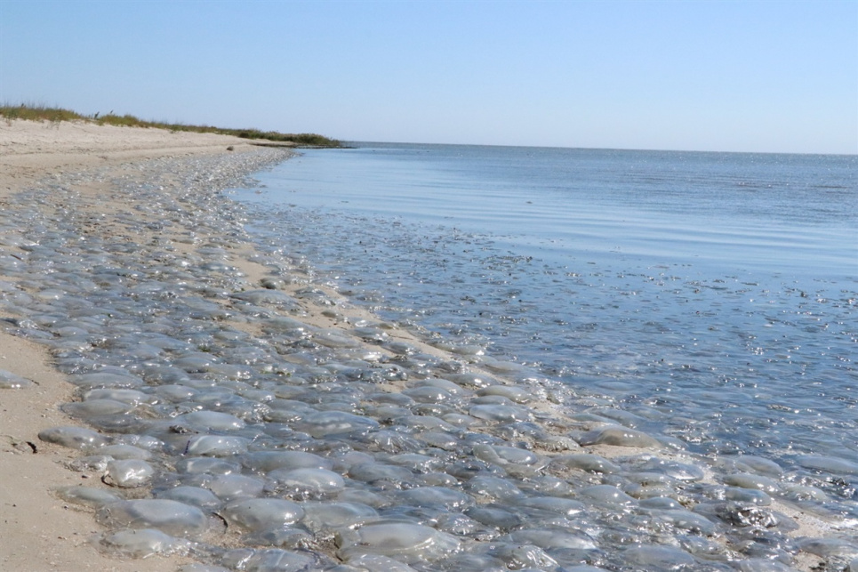 Еколог повідомив про масовий викид медуз на Одещині Фото: ілюстративне
