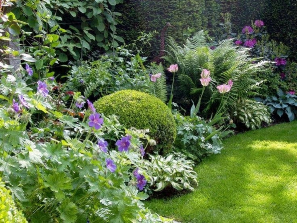 Бонсай із сосни: витонченість дикої природи у вашому саду (ФОТО) Фото: «Garden of Dream»