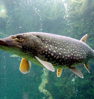 Фото: иллюстративное / Википедия