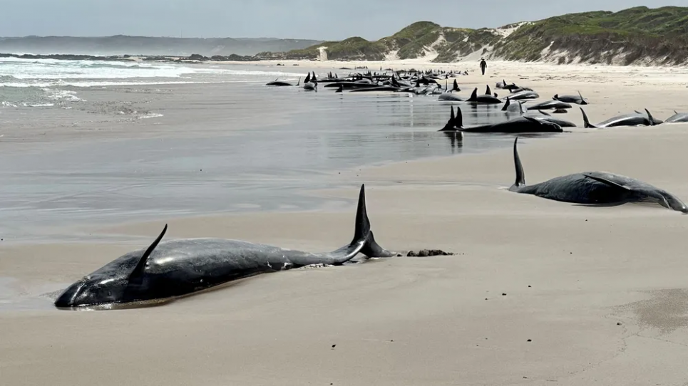 Понад 150 дельфінів опинилися на мілині в Австралії — влада вирішила добити тих, що вижили Дельфіни, що опинилися на мілині біля узбережжя Тасманії. Фото: Департамент природних ресурсів і навколишнього середовища Тасманії/AAP/Reuters