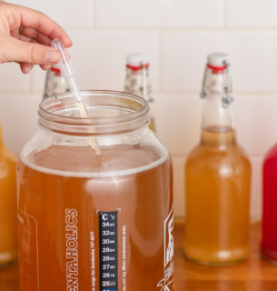 День комбучи: польза для организма и правила употребления