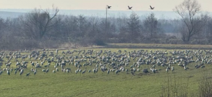 Массовая миграция журавлей зафиксирована на Закарпатье: птицы вернулись раньше обычного Массовая миграция журавлей на Закарпатье: птицы вернулись раньше