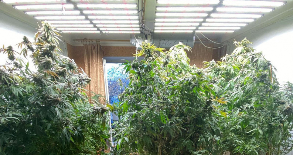 Приехали на вызов о пожаре, а взамен обнаружили в квартире теплицу с коноплей Вместо пожара полиция обнаружила теплицу с коноплей в киевской квартире. Фото: Нацполиция