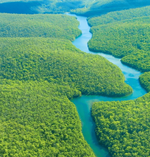 Кінець екологічної епохи: найбільші зернотрейдери світу розривають пакт про захист Амазонії