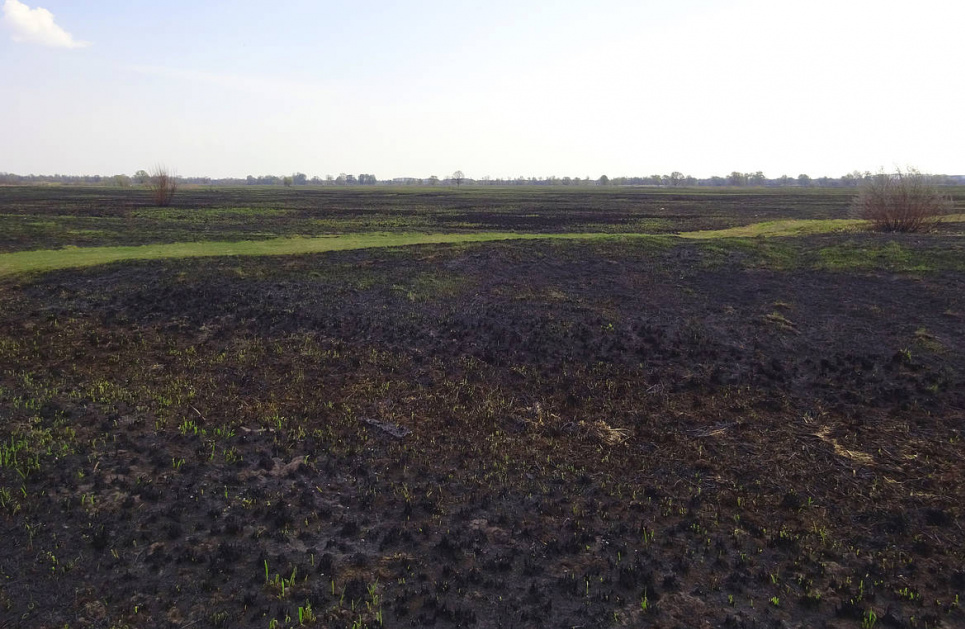 Спасатели Одесской области предупреждают о высокой пожарной опасности летом Фото: WWF-Украина