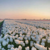 Фото: ілюстративне / CAFT janssen / Pinterest