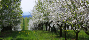 5 справ у саду перед цвітінням: як забезпечити дерева силами для врожаю