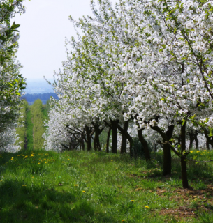 5 справ у саду перед цвітінням: як забезпечити дерева силами для врожаю