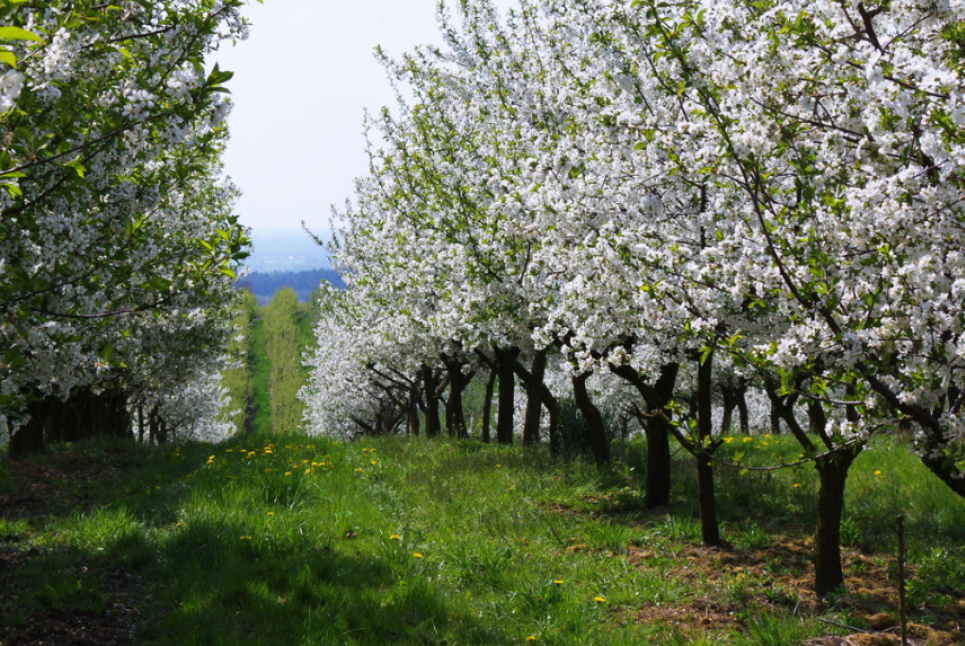 5 справ у саду перед цвітінням: як забезпечити дерева силами для врожаю