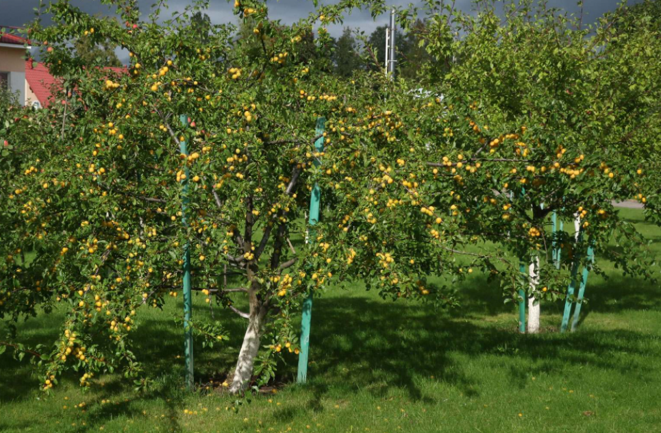 БЕБ викрило схему розкрадання 80 мільйонів гривень на грантах для садівництва: подробиці Фото влюстративне