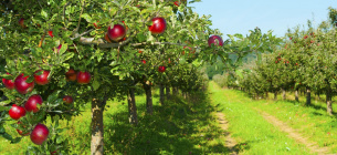 "Термошок" и засуха: весенние погодные аномалии в Украине угрожают урожаю Погодный "термошок" в Украине: ждать ли урожая в 2025 году?