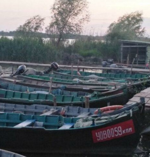 Вилківський рибзавод не отримав дозвіл на вилов дунайського оселедця. Фото: Південь.Сьогодні