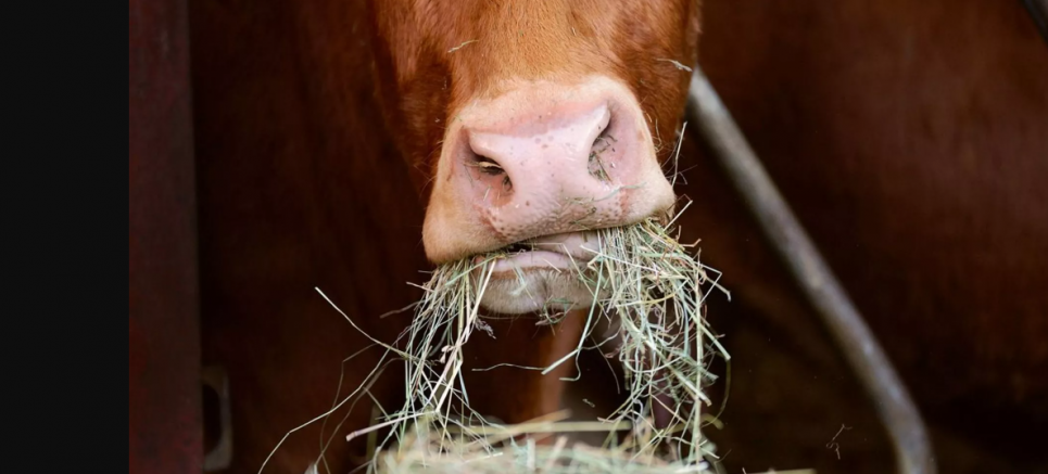 Україна заборонила ввезення тварин та продуктів тваринництва з Угорщини Заборона на ввезення тварин з Угорщини: в країні зафіксовано спалах ящуру